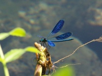 Calopteryx splendens - Banded Demoiselle