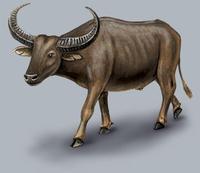 Image of: Bubalus bubalis (water buffalo)