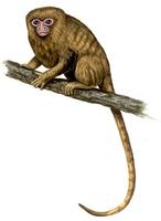 Image of: Callithrix pygmaea (pygmy marmoset)