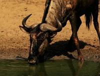 Image of: Connochaetes taurinus (blue wildebeest)