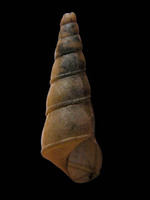 Baicalia carinata