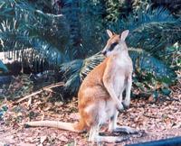 Image of: Macropus agilis (agile wallaby)