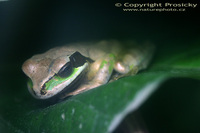 Smilisca phaeota