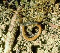 Image of: Plethodon cinereus (eastern red-backed salamander)