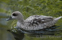 Marmaronetta angustirostris - Marbled Duck