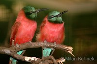 Merops nubicus - Northern Carmine Bee-eater