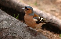 Fringilla coelebs coelebs