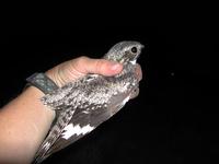 Image of: Chordeiles minor (common nighthawk)