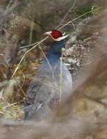 Image of: Crossoptilon auritum (blue eared-pheasant)