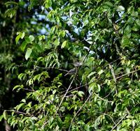 Image of: Drymocichla incana (red-winged grey warbler)