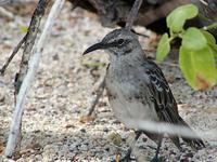 Image of: Nesomimus macdonaldi (hood mockingbird)