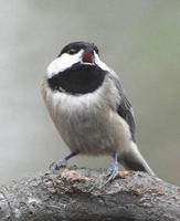 Image of: Parus carolinensis (Carolina chickadee)