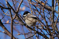 Image of: Parus montanus (willow tit)