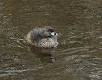 Image of: Podilymbus podiceps (pied-billed grebe)