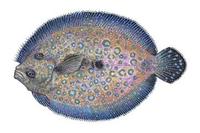 Image of: Bothus lunatus (peacock flounder)