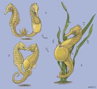 Image of: Syngnathidae (pipefishes and seahorses)