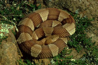 Image of: Agkistrodon contortrix (copperhead)