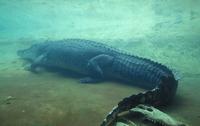 Image of: Crocodylus porosus (estuarine crocodile)