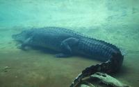 Image of: Crocodylus porosus (estuarine crocodile)