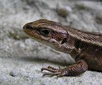 Zootoca vivipara - Common Lizard