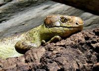 Corucia zebrata - Solomon Island Skink