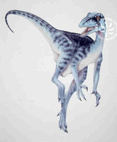 Eoraptor