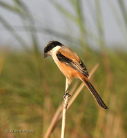 Long-tailed Shrike - Lanius schach