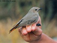 White-winged Redstart - Phoenicurus erythrogastrus