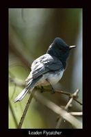 Leaden Flycatcher