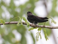 White-thighed Swallow (Neochelidon tibialis) photo