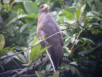 Rufous Crab-Hawk - Buteogallus aequinoctialis