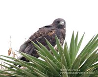 White-tailed Hawk - Buteo albicaudatus