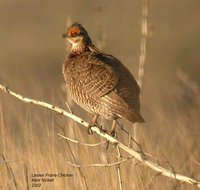 Lesser Prairie-Chicken - Tympanuchus pallidicinctus