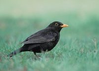 Eurasian Blackbird (Turdus merula) photo