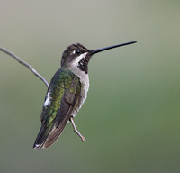 Long-billed Starthroat (Heliomaster longirostris) photo