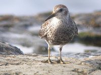 Rock Sandpiper - Calidris ptilocnemis