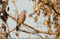 Blue-spotted Wood-Dove - Turtur afer