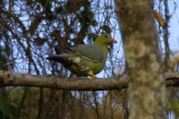 African Green-Pigeon - Treron calva