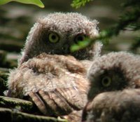 Eastern Screech-Owl - Megascops asio