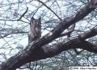 Verreaux's Eagle-Owl - Bubo lacteus