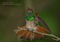 Buff-bellied Hummingbird - Amazilia yucatanensis