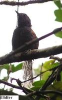 Slaty Spinetail - Synallaxis brachyura