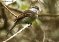 White-throated Tyrannulet - Mecocerculus leucophrys