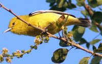 White-tailed Iora - Aegithina nigrolutea