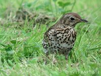 Song Thrush - Turdus philomelos