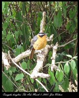 White-browed Robin-Chat - Cossypha heuglini