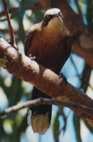 Gray-crowned Babbler - Pomatostomus temporalis