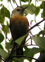 White-cheeked Nuthatch - Sitta leucopsis