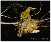 Green Oriole - Oriolus flavocinctus