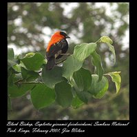 Black Bishop - Euplectes gierowii